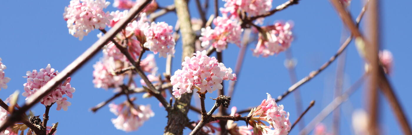 Viburnum bodnantense ''Dawn''_03