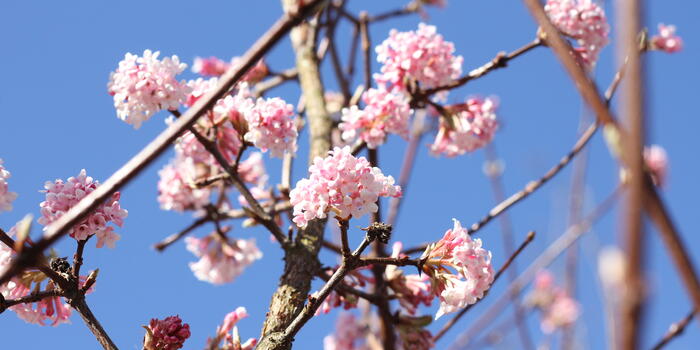 Viburnum bodnantense ''Dawn''_03