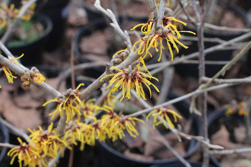 Hamamelis intermedia ''Orange Beauty'' 