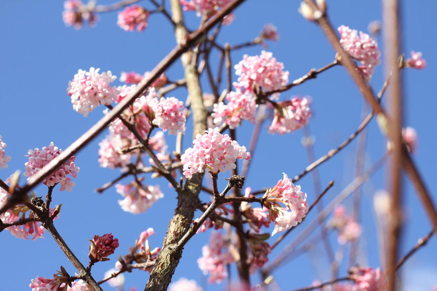 Viburnum bodnantense ''Dawn''