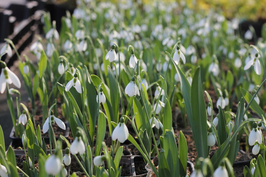 Galanthus elwesii