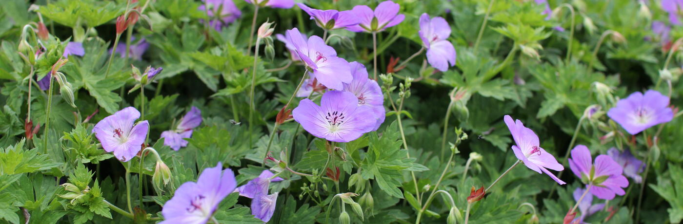 Geranium ''Rozanne''