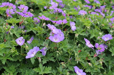 Geranium ''Rozanne''