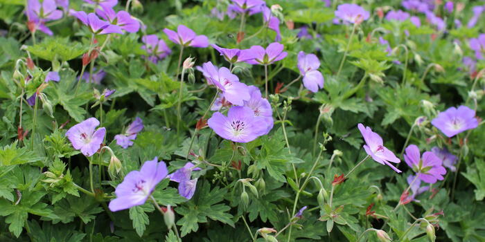 Geranium ''Rozanne''