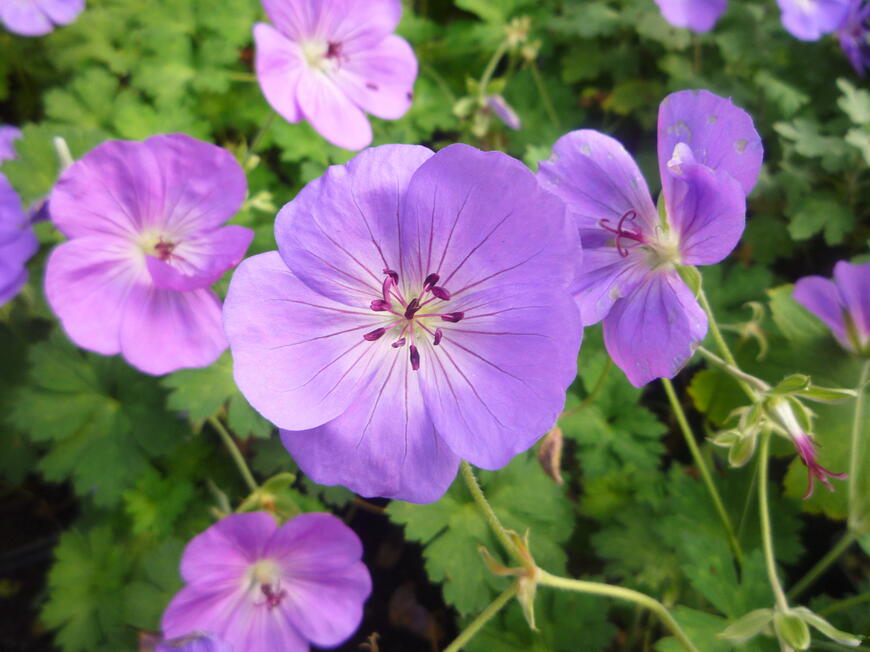 Geranium ''Rozanne'' 