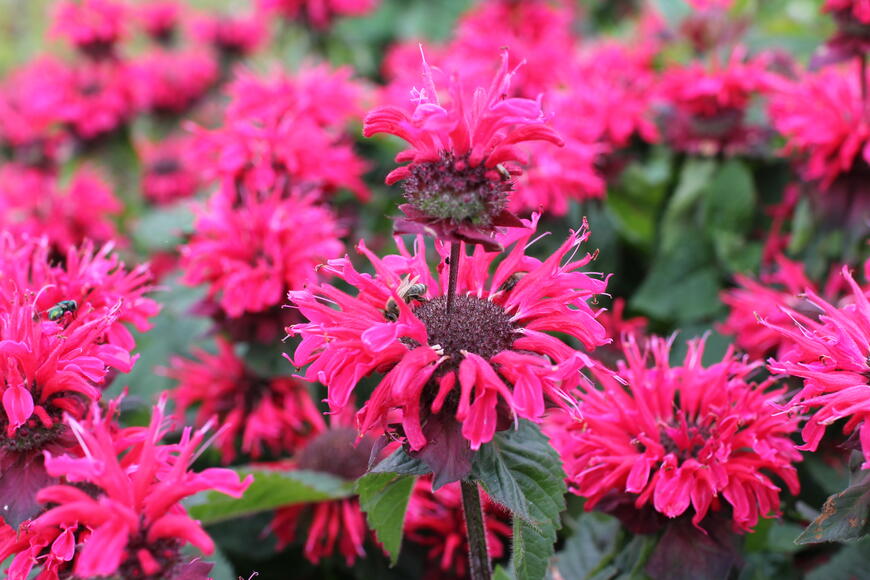 Monarda ''Bee-Happy''