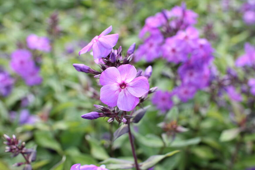 Phlox paniculata ''Amethyst''