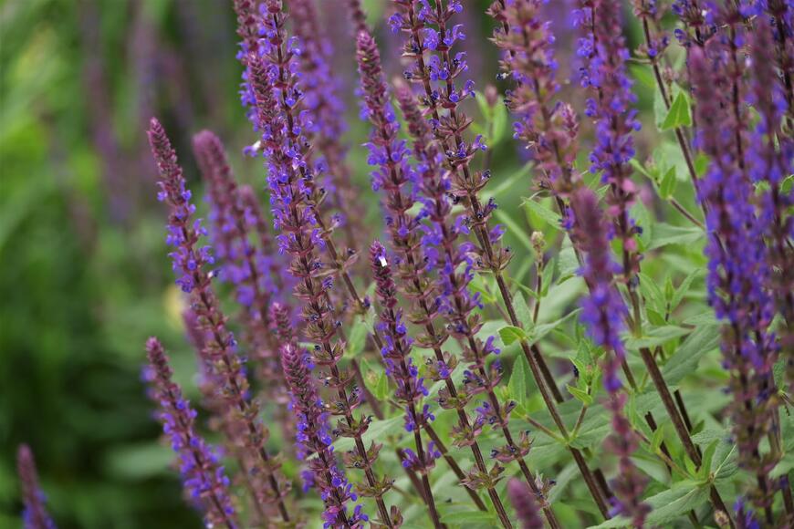 Salvia nemorosa 'Caradonna'