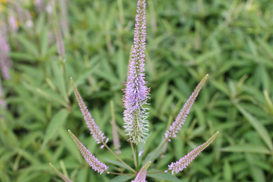 Veronicastrum virginicum ''Fascination''