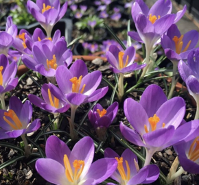 Krokus, šafrán Tommasiniho 'Barr's Purple' - Crocus tommasinianus 'Barr's Purple'