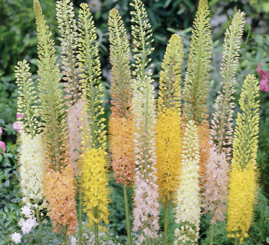 Liliochvostec 'Ruiter's Hybrids' - Eremurus isabellinus 'Ruiter's Hybrids'