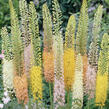 Liliochvostec 'Ruiter's Hybrids' - Eremurus isabellinus 'Ruiter's Hybrids'