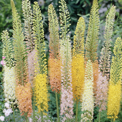 Liliochvostec 'Ruiter's Hybrids' - Eremurus isabellinus 'Ruiter's Hybrids'