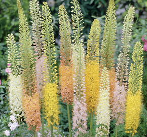 Liliochvostec 'Ruiter's Hybrids' - Eremurus isabellinus 'Ruiter's Hybrids'