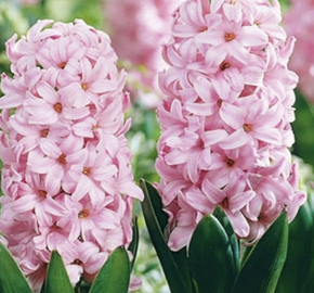 Hyacint 'Fondante' - Hyacinthus 'Fondante'