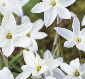 Ipheion 'Alberto Castilo' - Ipheion 'Alberto Castilo'