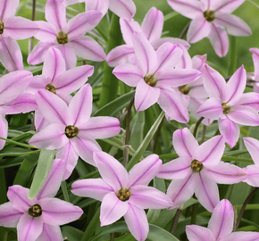 Ipheion 'Charlotte Bishop' - Ipheion 'Charlotte Bishop'