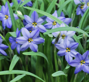 Ipheion 'Jessie' - Ipheion 'Jessie'