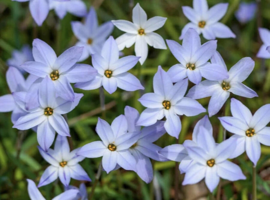 Ifejon jednokvětý - Ipheion uniflorum