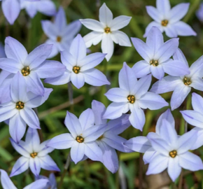 Ifejon jednokvětý - Ipheion uniflorum