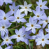 Ipheion uniflorum.png