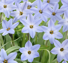 Ipheion 'Wisley Blue' - Ipheion 'Wisley Blue'