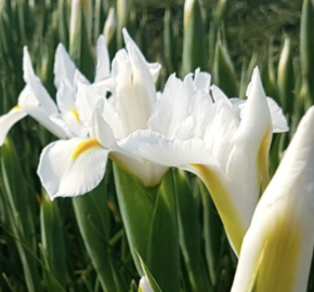 Kosatec 'Alaska' - Iris hollandica 'Alaska'