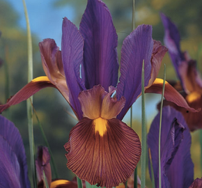 Kosatec 'Tigereye' - Iris hollandica 'Tigereye'