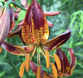 Lilie zlatohlavá 'Arabian Knight' - Lilium martagon  'Arabian Knight'