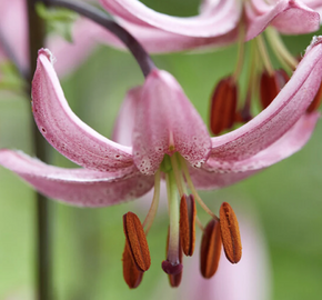 Lilie zlatohlavá 'Candy Morning' - Lilium martagon 'Candy Morning'