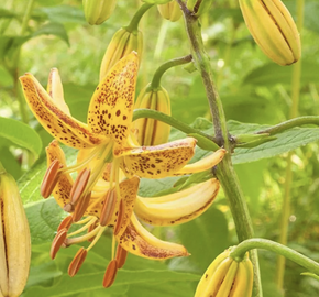 Lilie zlatohlavá 'Peppard Gold' - Lilium martagon 'Peppard Gold'