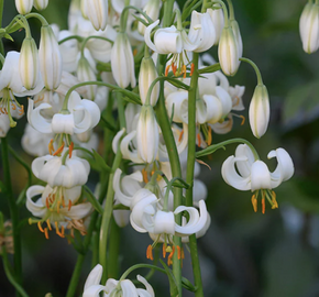 Lilie zlatohlavá 'Snowy Morning' - Lilium martagon 'Snowy Morning'