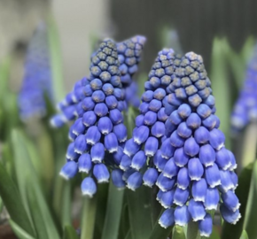 Modřenec arménský 'Big Smile' - Muscari armeniacum 'Big Smile'