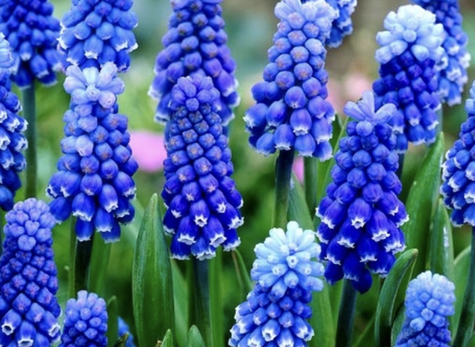 Modřenec arménský 'Dark Eyes' - Muscari armeniacum 'Dark Eyes'