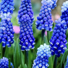 Modřenec arménský 'Dark Eyes' - Muscari armeniacum 'Dark Eyes'