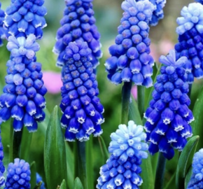 Modřenec arménský 'Dark Eyes' - Muscari armeniacum 'Dark Eyes'