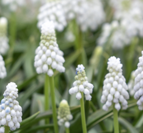 Modřenec arménský 'Siberian Tiger' - Muscari armeniacum 'Siberian Tiger'