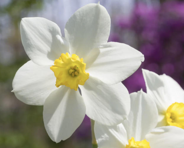 Narcis malokorunný 'White Lady' - Narcissus Small Cupped 'White Lady'