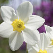 Narcis malokorunný 'White Lady' - Narcissus Small Cupped 'White Lady'