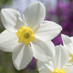 Narcis malokorunný 'White Lady' - Narcissus Small Cupped 'White Lady'