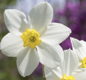 Narcis malokorunný 'White Lady' - Narcissus Small Cupped 'White Lady'