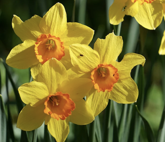 Narcis 'Fortissimo' - Narcissus Large Cupped 'Fortissimo'