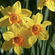 Narcis 'Fortissimo' - Narcissus Large Cupped 'Fortissimo'