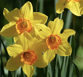 Narcis 'Fortissimo' - Narcissus Large Cupped 'Fortissimo'