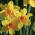 Narcissus Large Cupped 'Fortissimo'.png