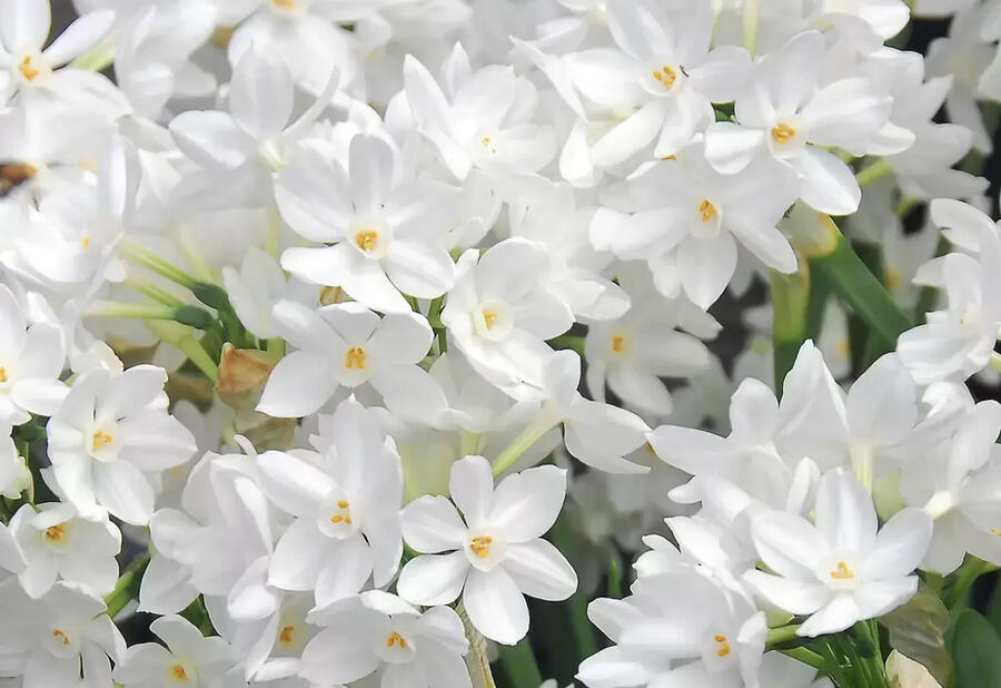 Narcis Tazetta 'Ziva' - Narcissus Tazetta 'Ziva'