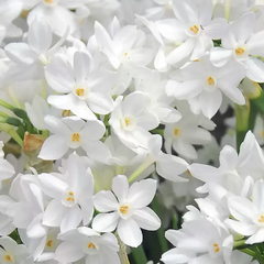 Narcis Tazetta 'Ziva' - Narcissus Tazetta 'Ziva'