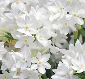 Narcis Tazetta 'Ziva' - Narcissus Tazetta 'Ziva'