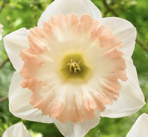 Narcis trubkovitý 'British Gamble' - Narcissus Trumpet 'British Gamble'