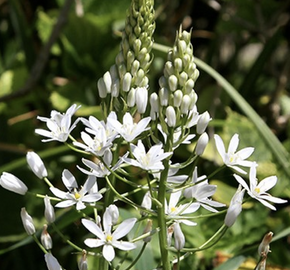 Snědek 'Sochi' - Ornithogalum ponticum 'Sochi'